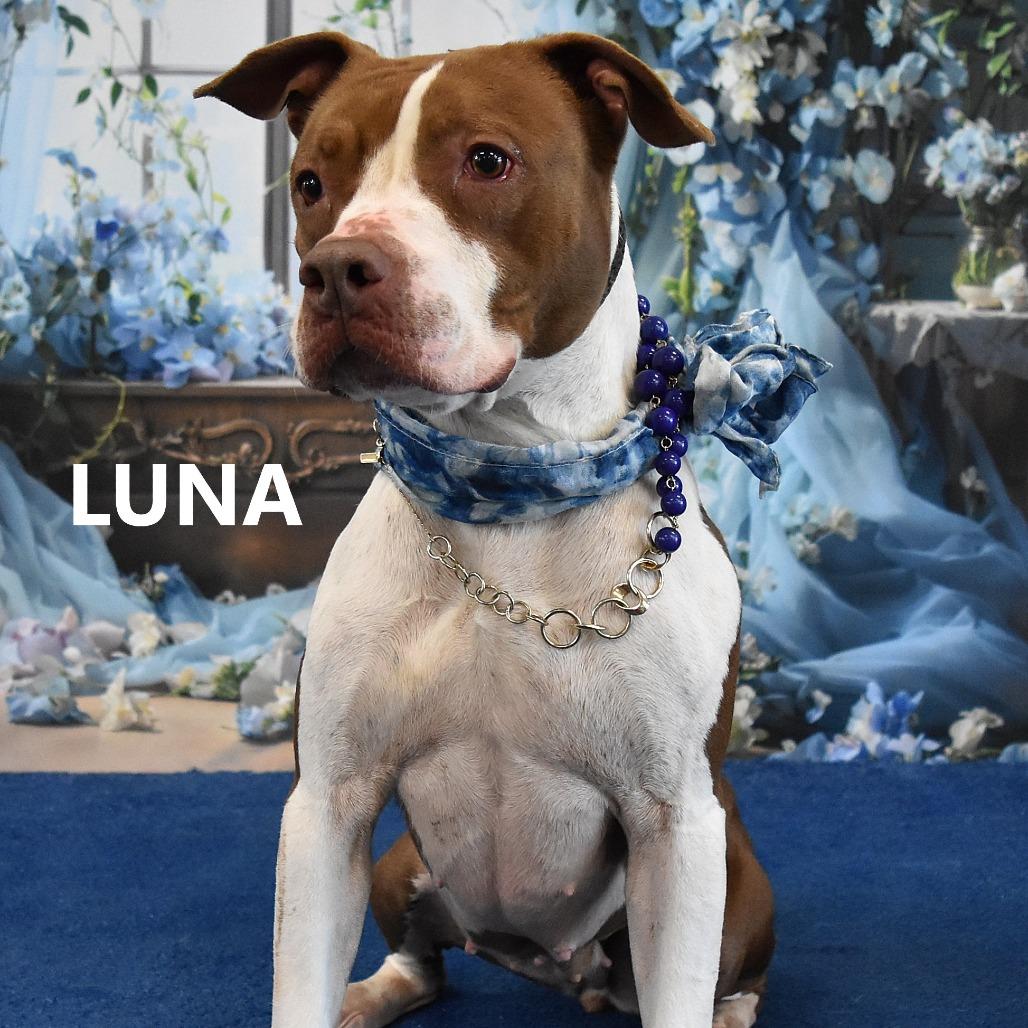 Luna, a Adoptable Pit Bull Terrier in Yuma, AZ image 2/5