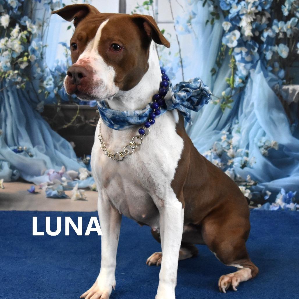 Luna, a Adoptable Pit Bull Terrier in Yuma, AZ image 3/5