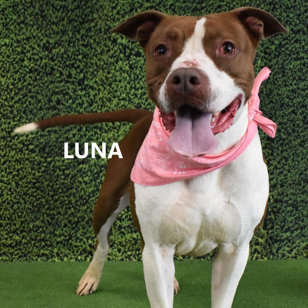 Luna, a Adoptable Pit Bull Terrier in Yuma, AZ image 4/5