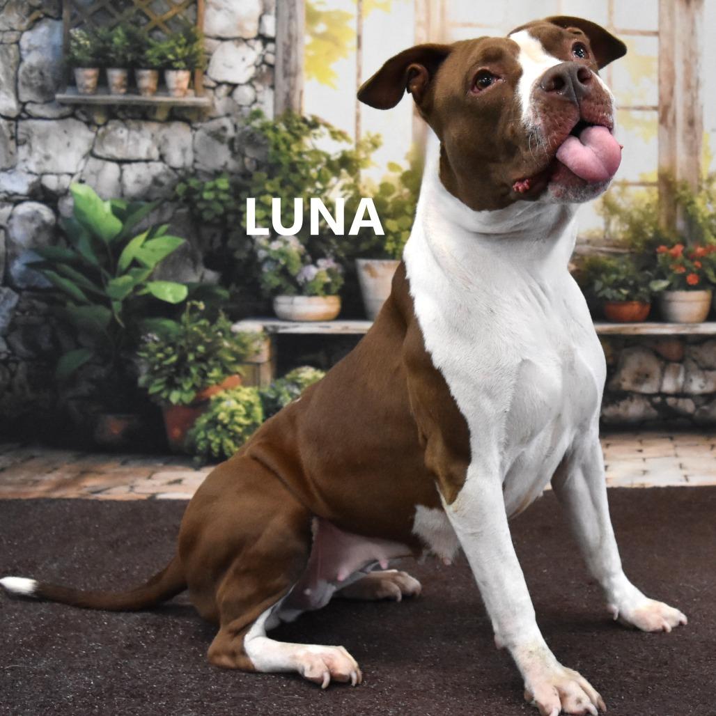 Luna, a Adoptable Pit Bull Terrier in Yuma, AZ image 5/5