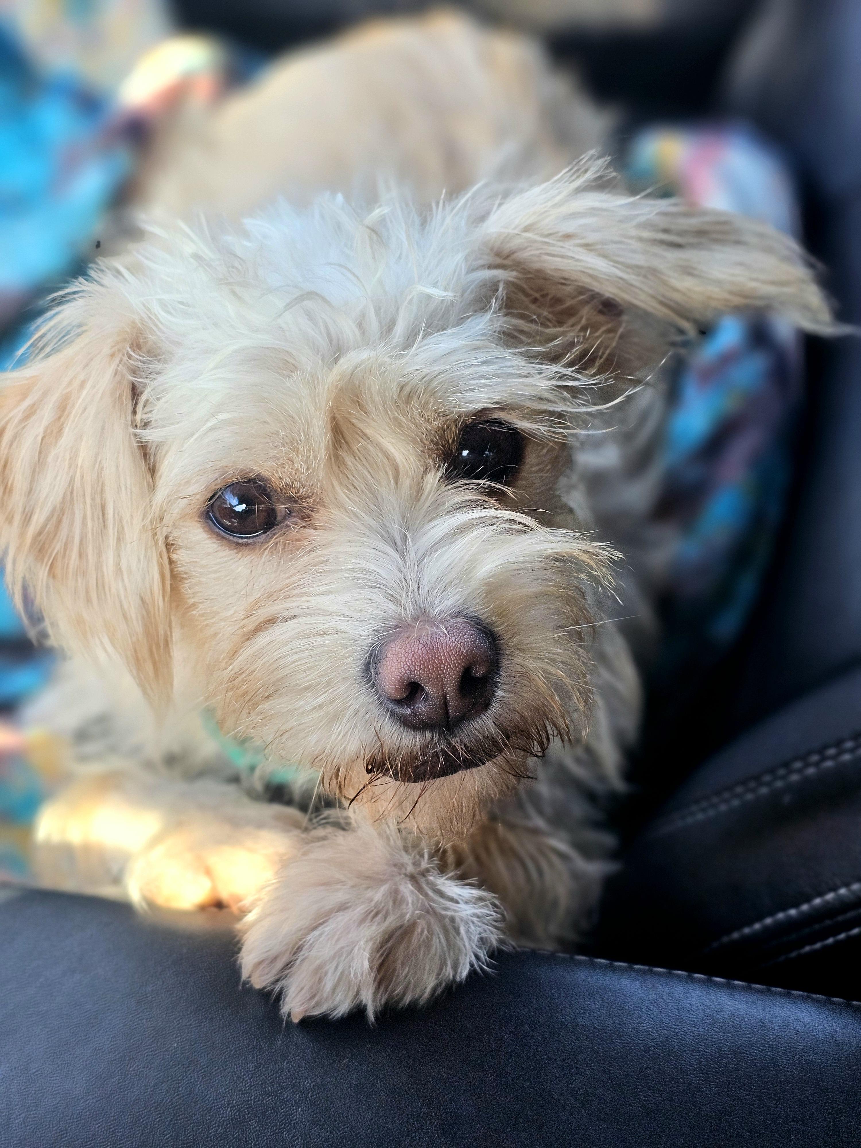 Olivia, Young Female Terrier