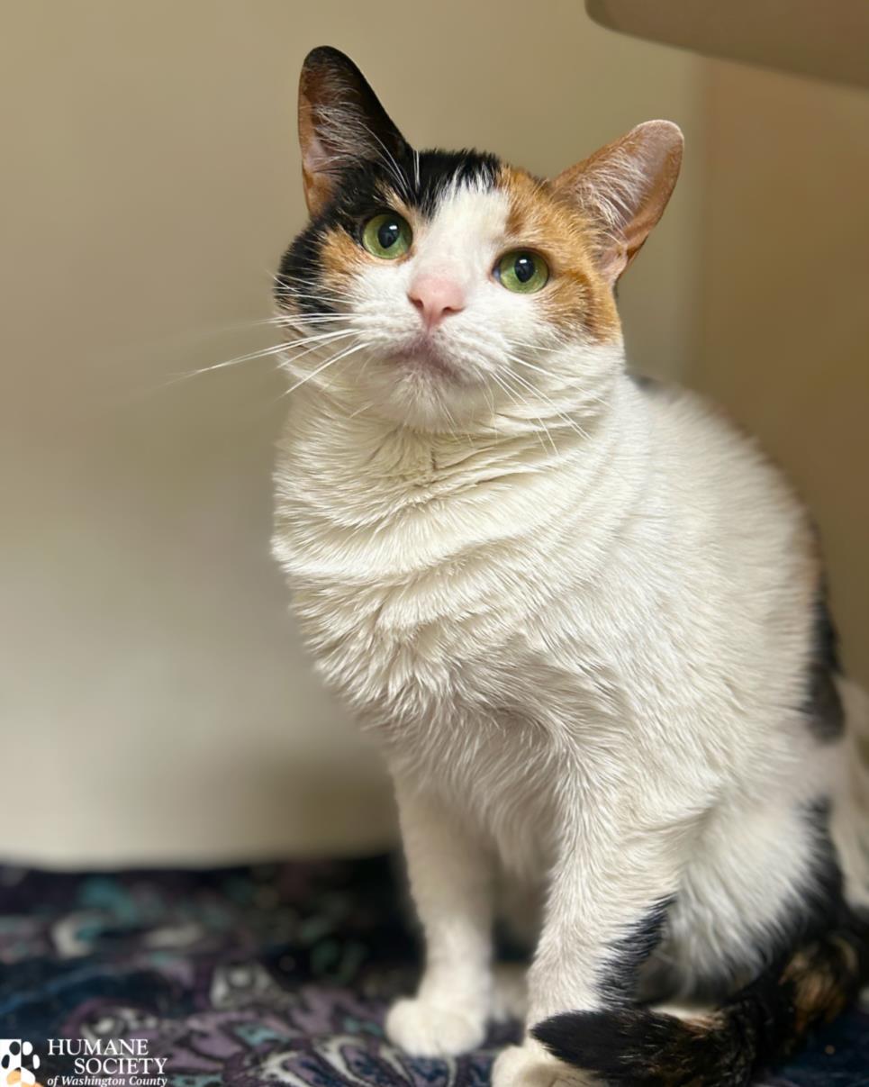 BONITA, Adoptable, Adult Female Domestic Short Hair.