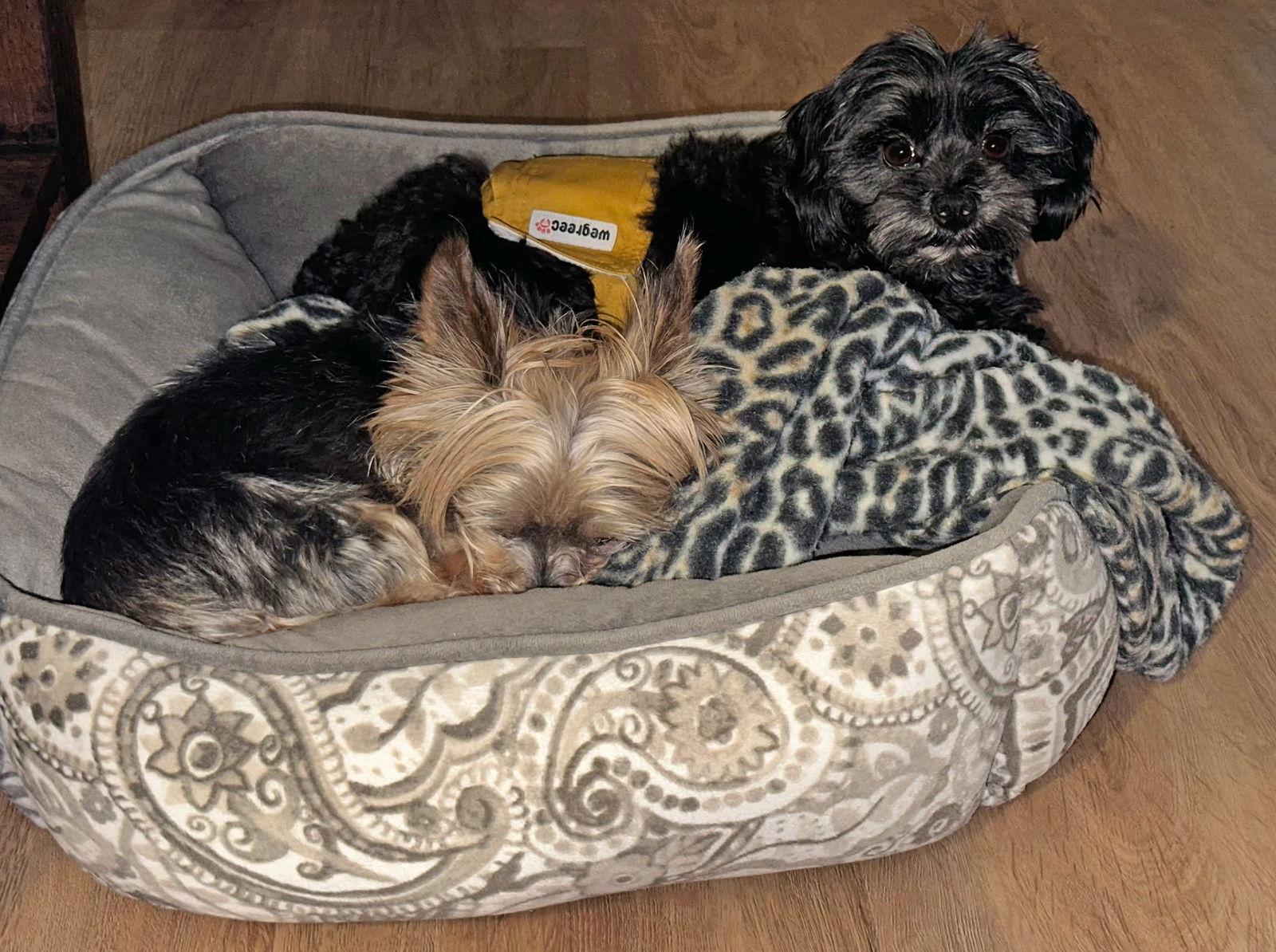 Peter Pan. Nka Chester, Adopted, Young Male Poodle & Maltese.