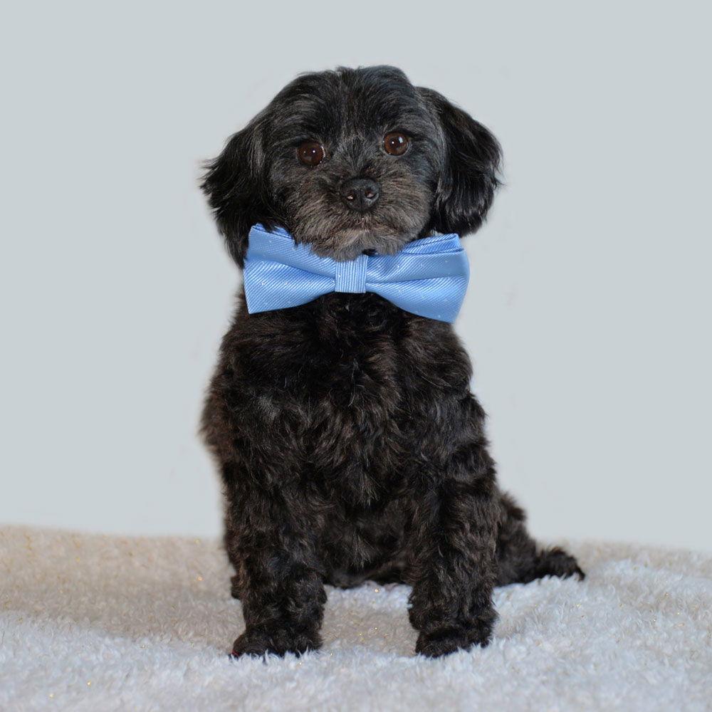 Enlarge Peter Pan. Nka Chester, a Adopted mixed breed in Gretna, NE image 2/3