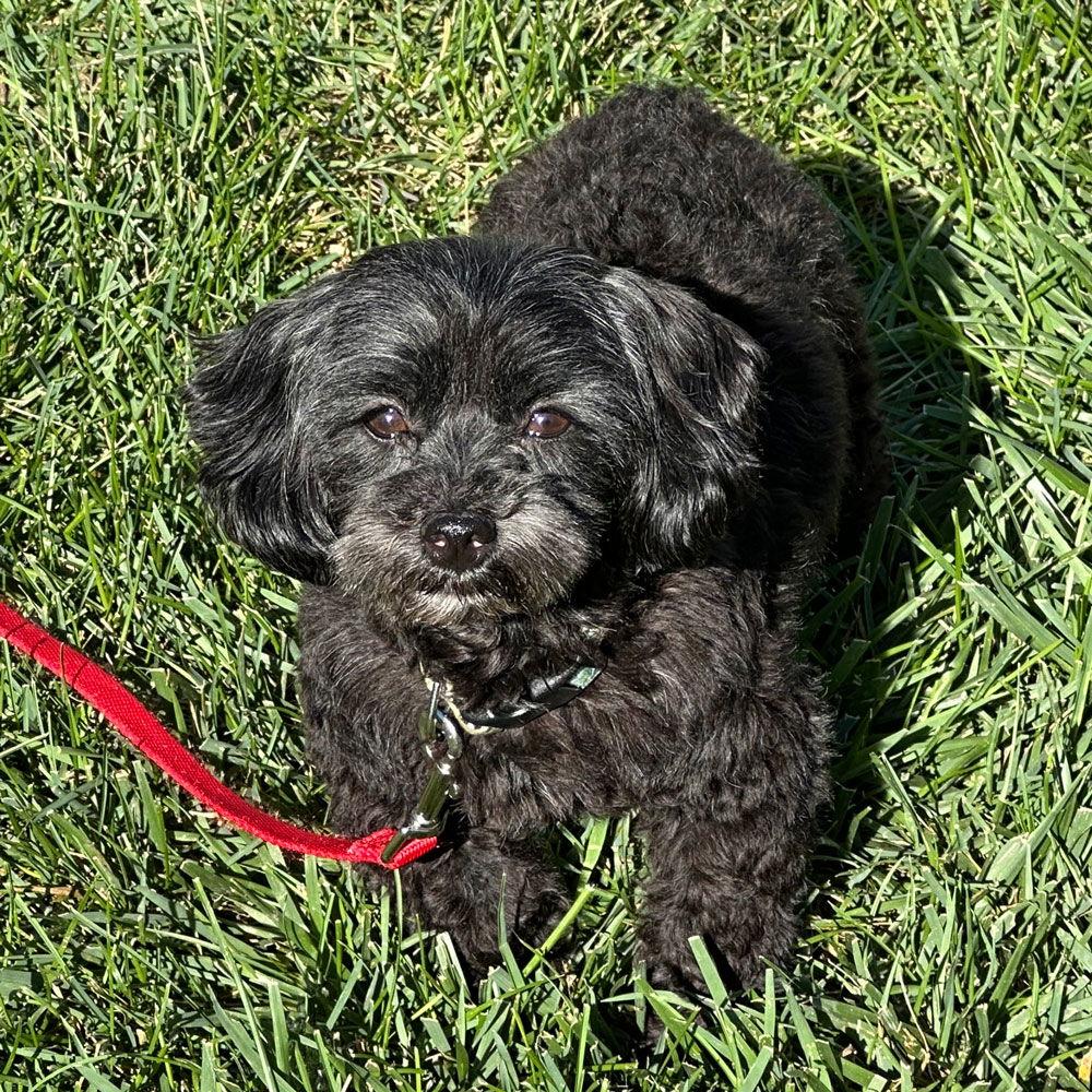 Enlarge Peter Pan. Nka Chester, a Adopted mixed breed in Gretna, NE image 3/3