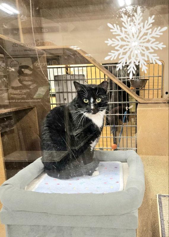 Enlarge Smootchie, a Adoptable Domestic Short Hair in Delran, NJ image 1/1