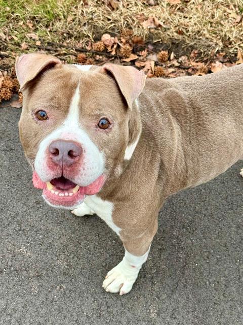CANE, Adoptable, Adult Male Terrier & Mixed Breed.