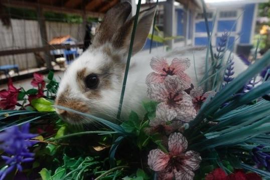 Freckles, Adoptable, Baby Male Bunny Rabbit.
