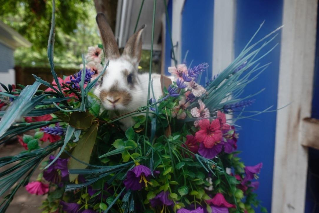 Enlarge Freckles, a Adoptable Bunny Rabbit in Navarre, FL image 2/2