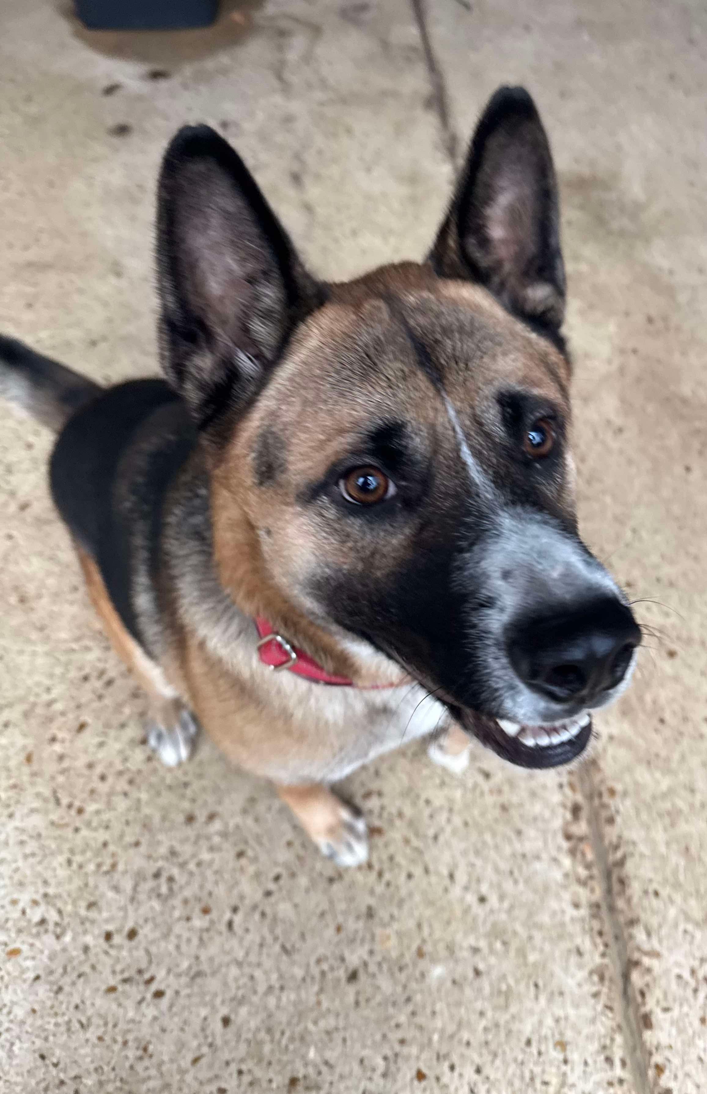 Enlarge Gino, a Adoptable mixed breed in Chattanooga, TN image 3/4