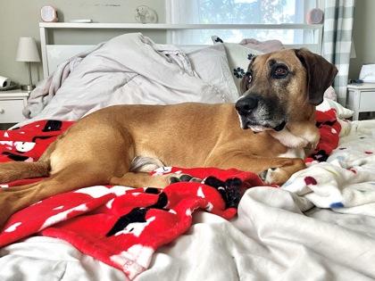 Enlarge Scooby, a Adoptable mixed breed in Westbrook, ME image 1/5