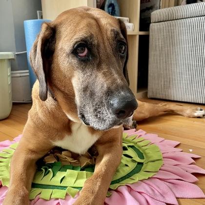 Enlarge Scooby, a Adoptable mixed breed in Westbrook, ME image 2/5