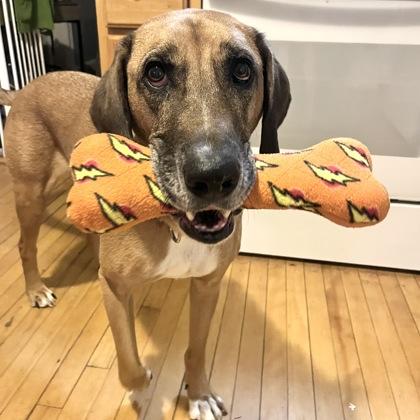 Enlarge Scooby, a Adoptable mixed breed in Westbrook, ME image 3/5