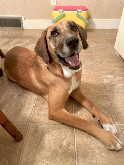 Enlarge Scooby, a Adoptable mixed breed in Westbrook, ME image 4/5