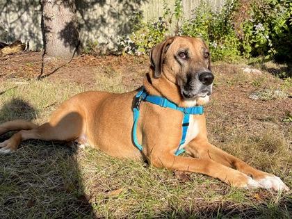 Enlarge Scooby, a Adoptable mixed breed in Westbrook, ME image 5/5