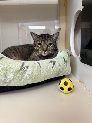Enlarge Natasha, a Adoptable Domestic Short Hair in Hamilton, NJ image 1/2
