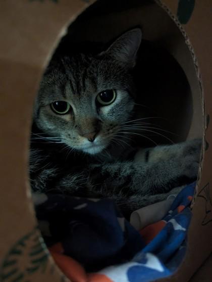 Enlarge Natasha, a Adoptable Domestic Short Hair in Hamilton, NJ image 2/2