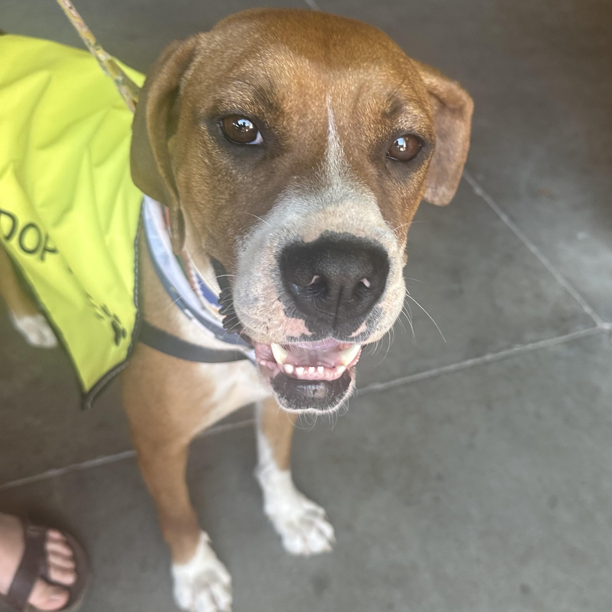 Piper, a ADOPTABLE Boxer in Oklahoma City, OK image 2/3
