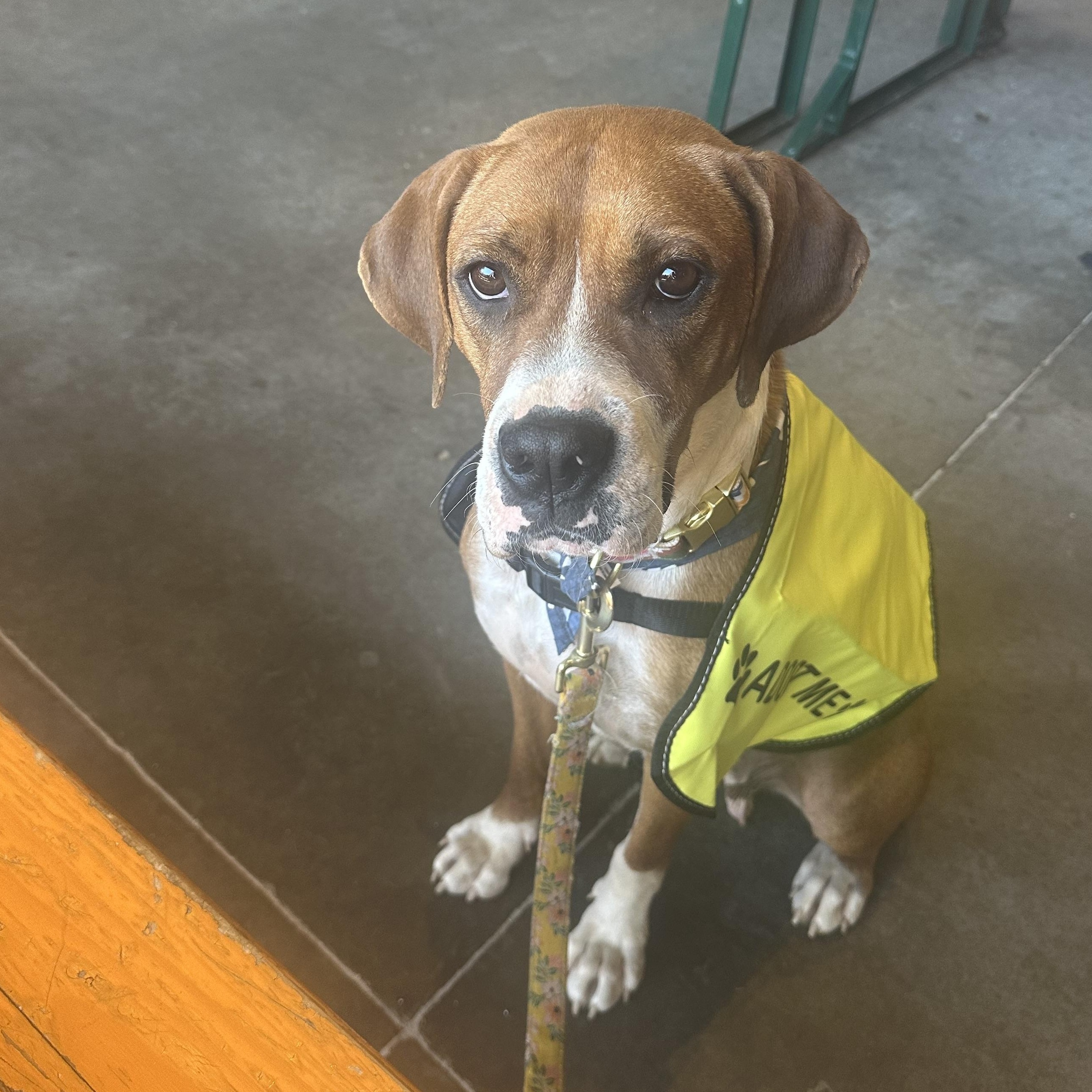 Piper, a ADOPTABLE Boxer in Oklahoma City, OK image 1/3