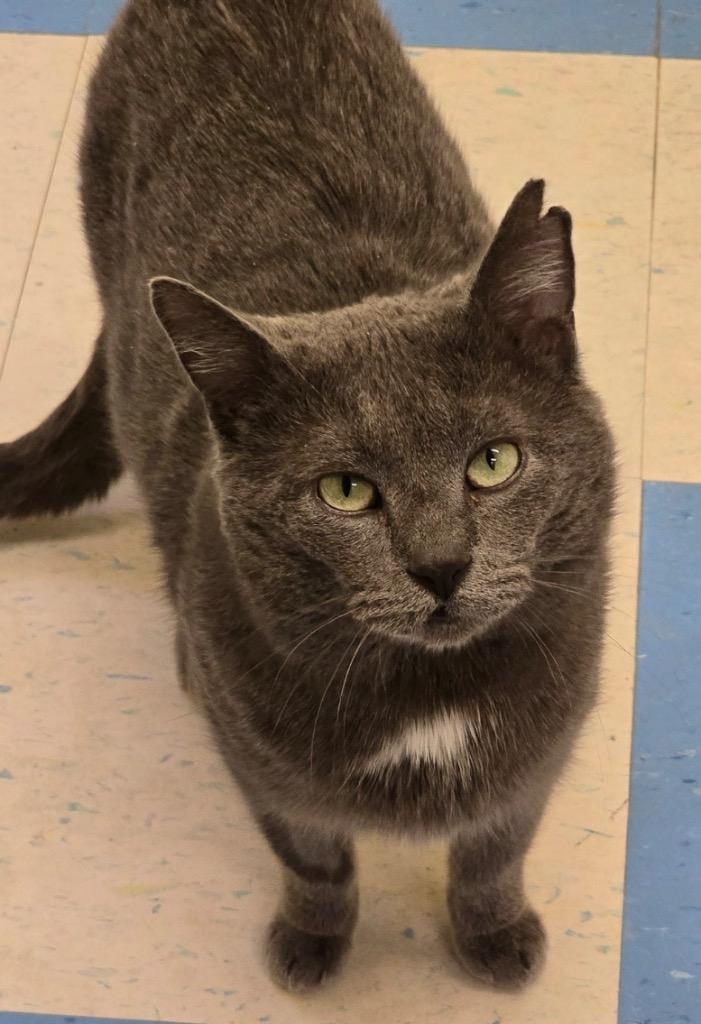 Enlarge MARTIN, a Adoptable mixed breed in Muskegon, MI image 1/4