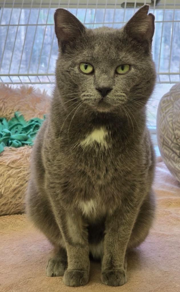 Enlarge MARTIN, a Adoptable mixed breed in Muskegon, MI image 2/4