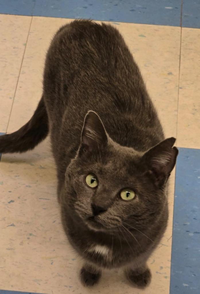 Enlarge MARTIN, a Adoptable mixed breed in Muskegon, MI image 3/4
