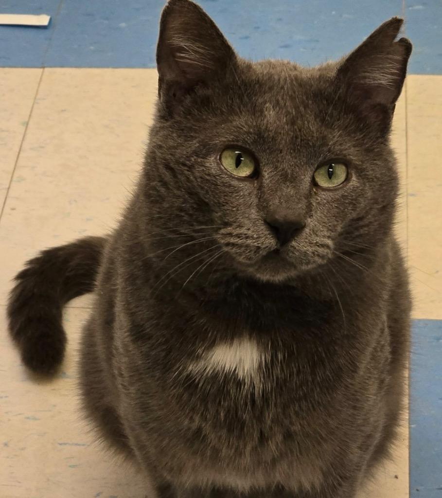 Enlarge MARTIN, a Adoptable mixed breed in Muskegon, MI image 4/4