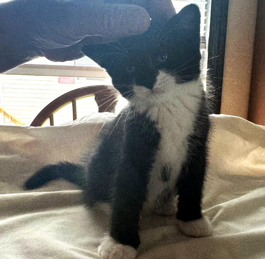 Sweet Cheeks   (Bonded to Milky), Adoptable, Kitten Male Tuxedo.