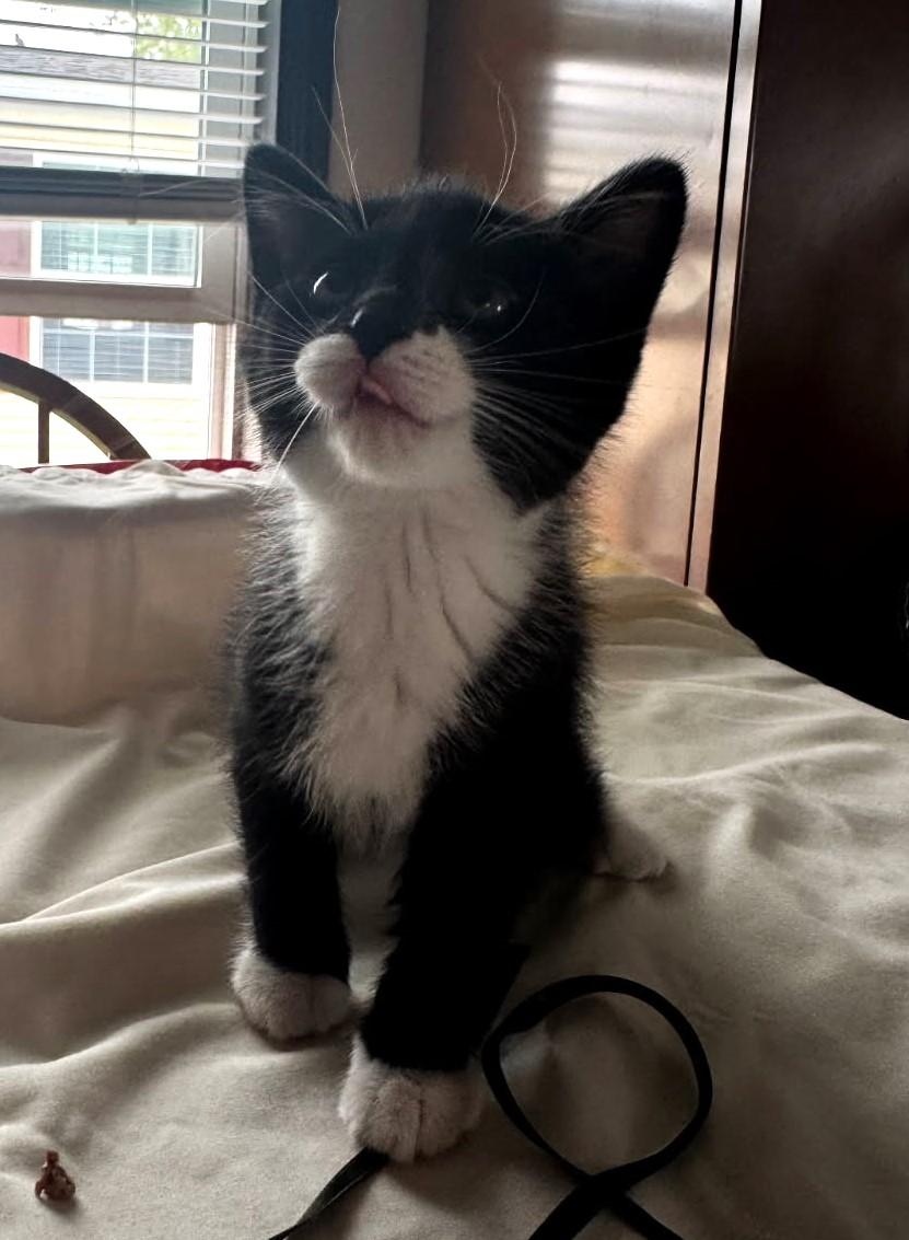 Sweet Cheeks (Bonded to Milky), a Adoptable Tuxedo in Ypsilanti, MI image 2/2