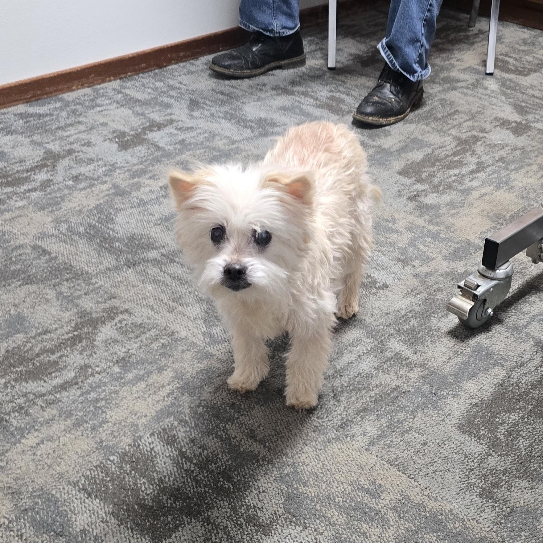 Olivia (Olli) Deaf (SPONSORED FEE), an adoption pending mixed breed in Winlock, WA image 6/6