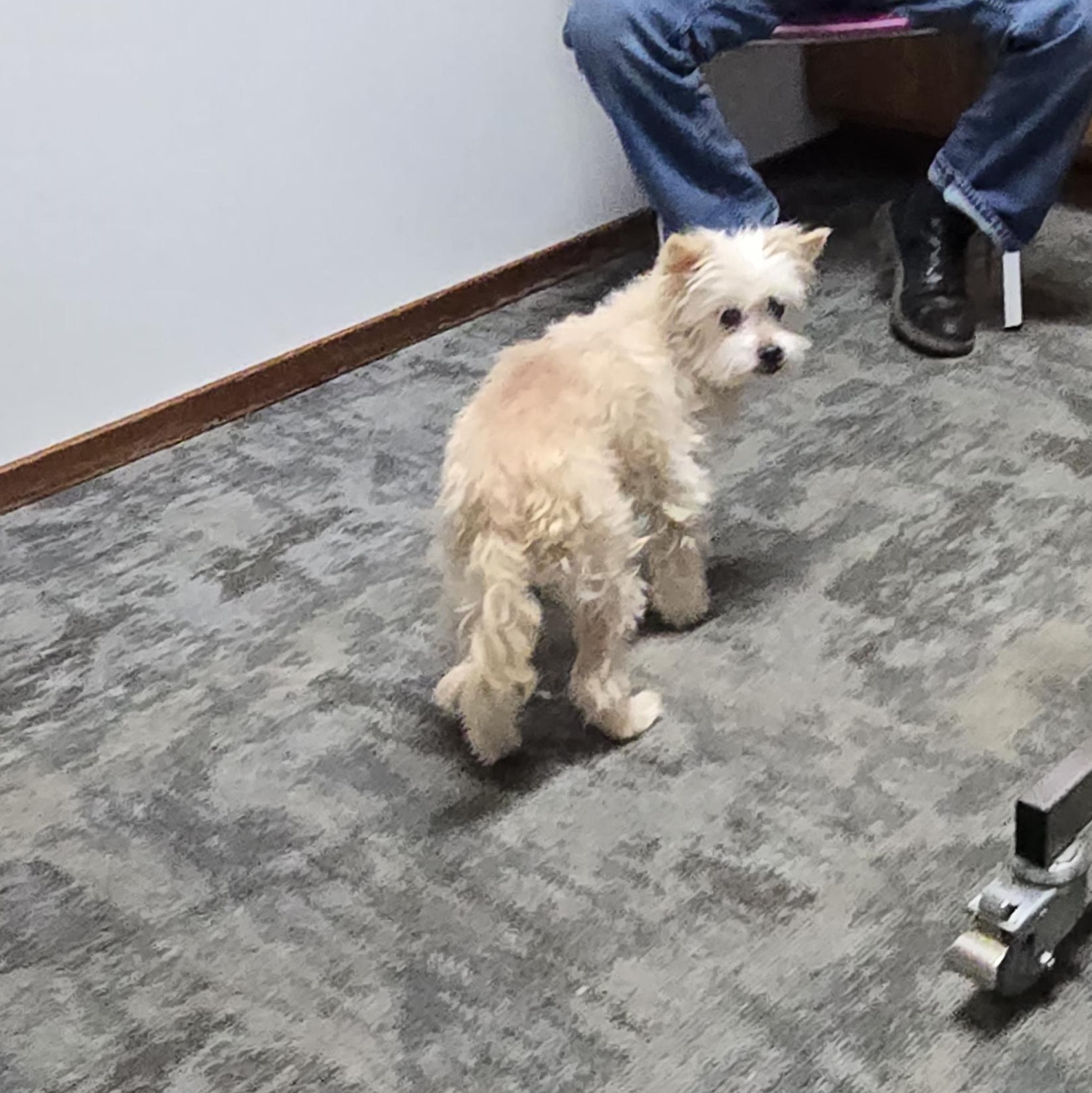 Olivia (Olli) Deaf (SPONSORED FEE), an adoption pending mixed breed in Winlock, WA image 4/6