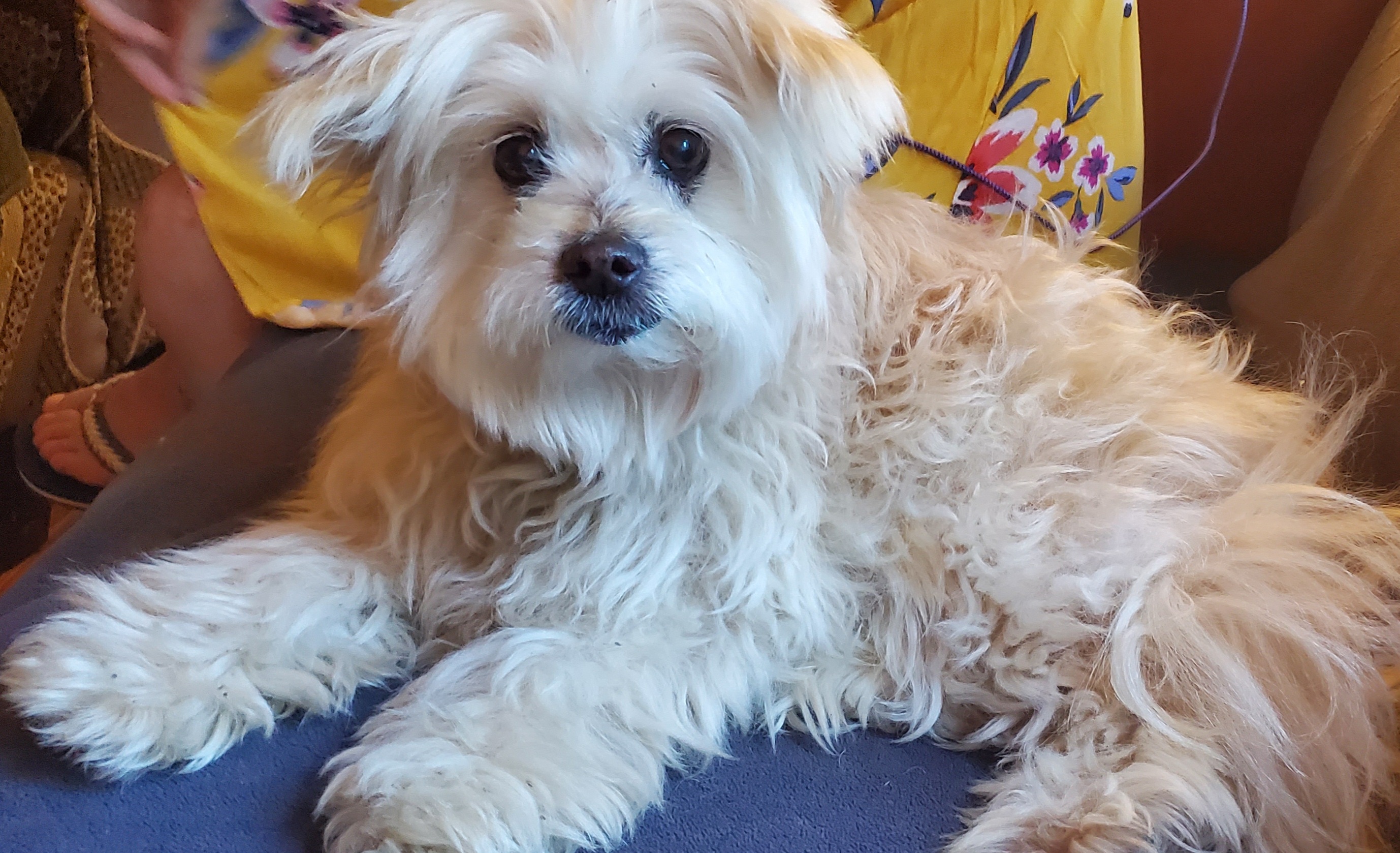 Olivia (Olli) Deaf, an adoptable mixed breed in Winlock, WA image 3/6