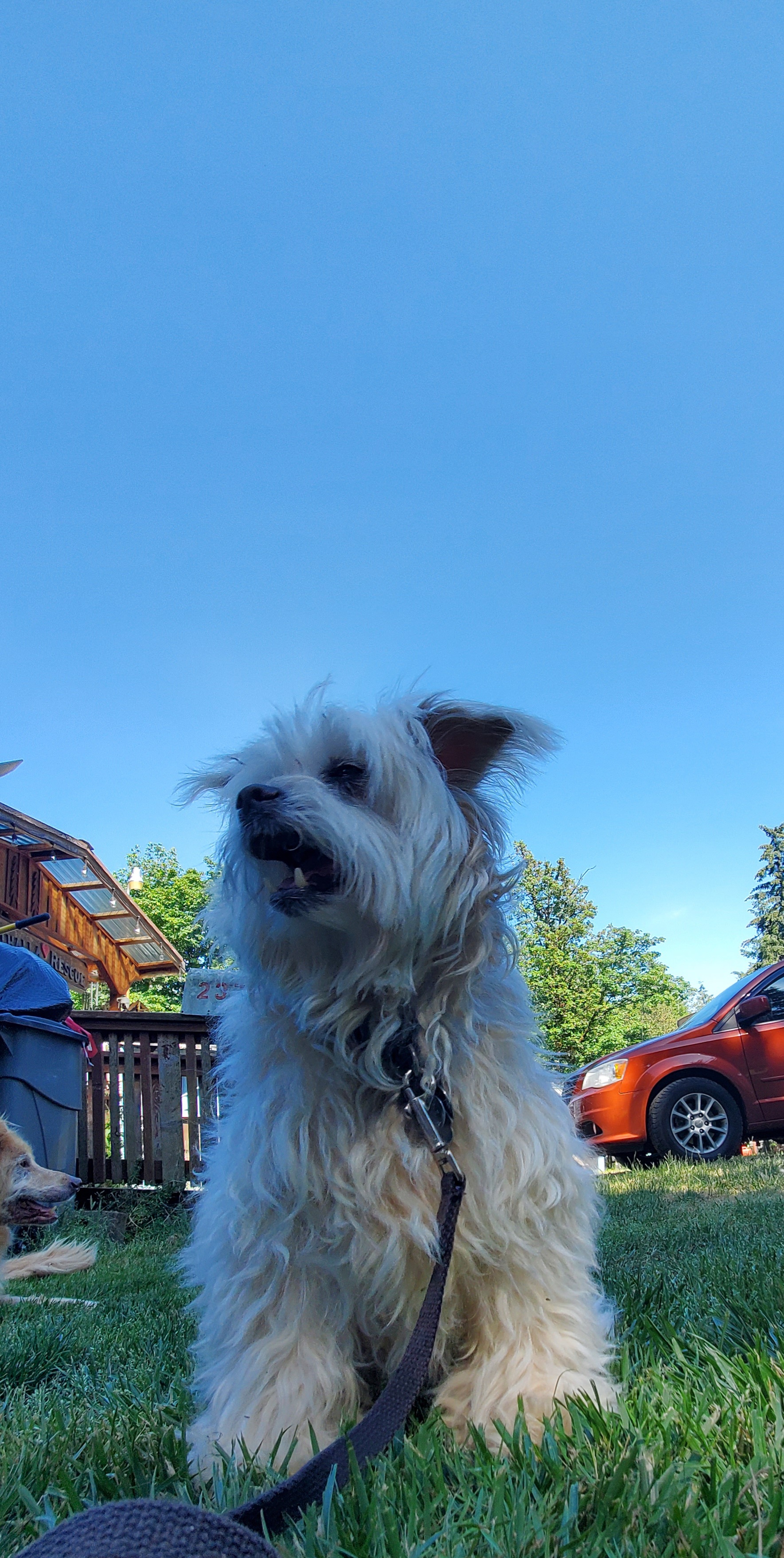 Olivia (Olli) Deaf, an adoptable mixed breed in Winlock, WA image 6/6