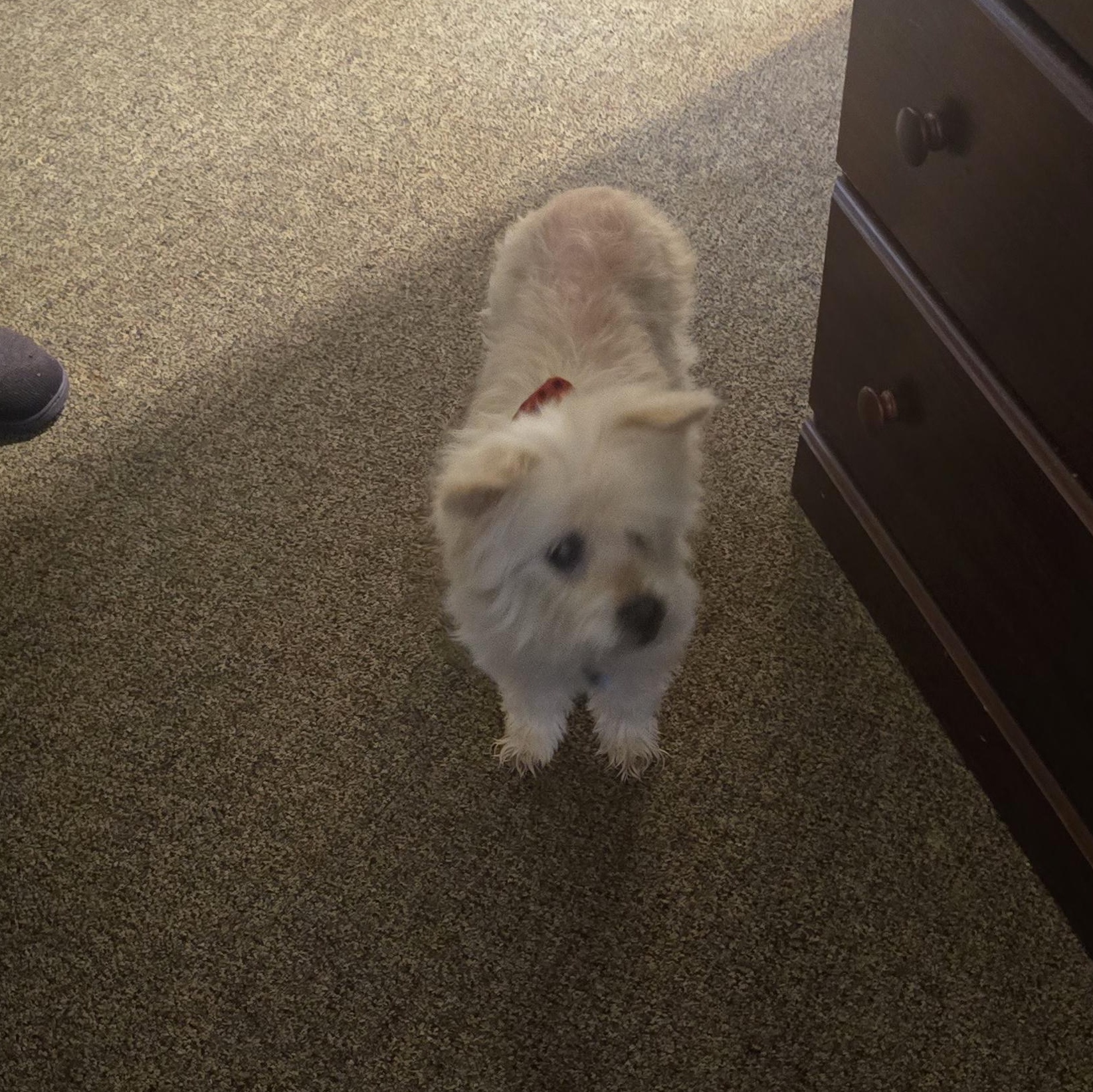 Olivia (Olli) Deaf (SPONSORED FEE), an adoption pending mixed breed in Winlock, WA image 3/6