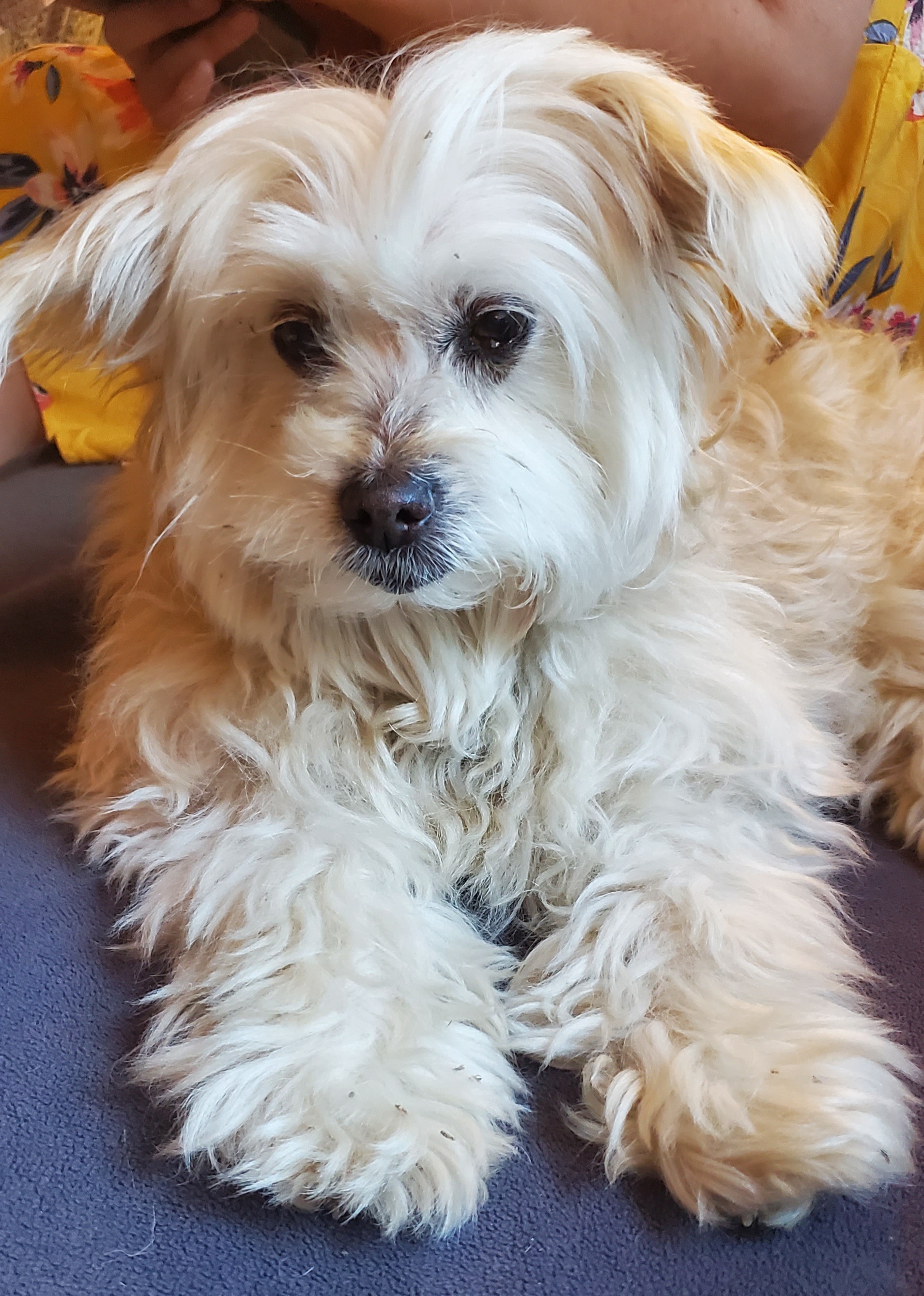 Olivia (Olli) Deaf, an adoptable mixed breed in Winlock, WA image 5/6