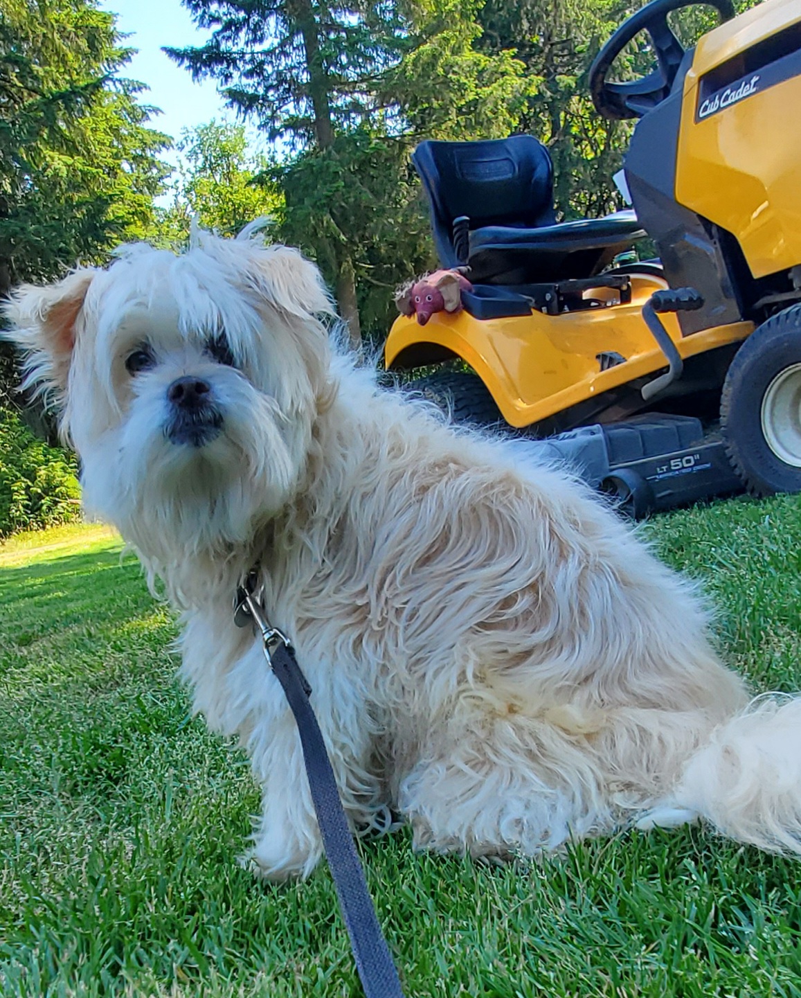 Olivia (Olli) Deaf, an adoptable mixed breed in Winlock, WA image 4/6