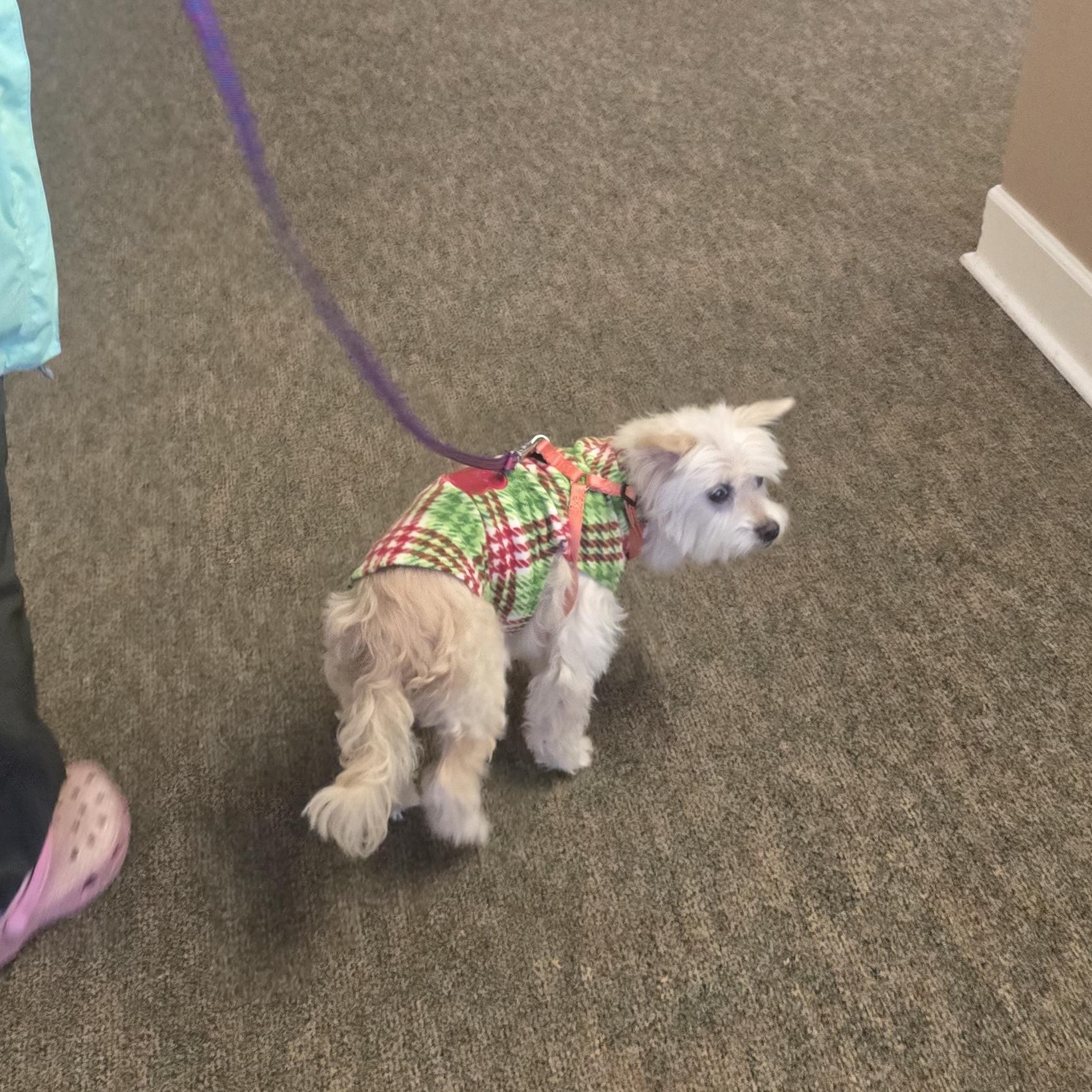 Olivia (Olli) Deaf (SPONSORED FEE), an adoption pending mixed breed in Winlock, WA image 5/6