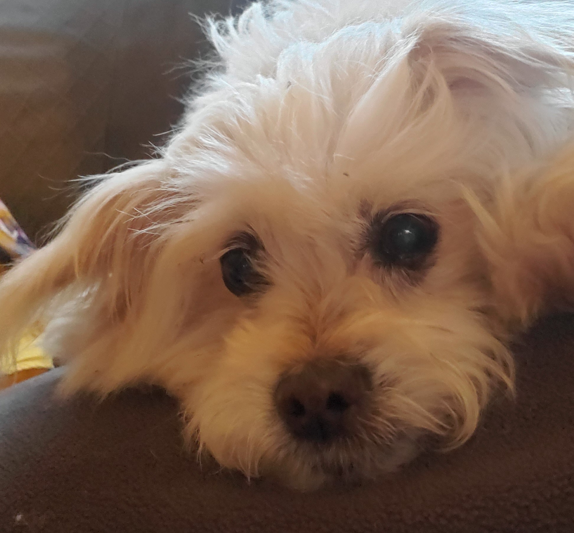 Olivia (Olli) Deaf, adoptable, Senior Female Maltese & Bichon Frise.