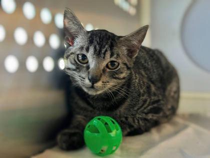 Dylan - Sponsored by Dylan, Adoptable, Kitten Male Tabby.