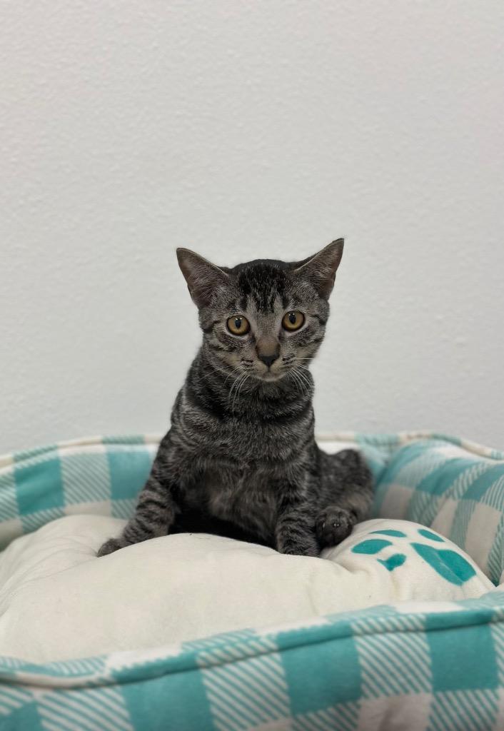 Enlarge Dylan - Sponsored by Dylan, a Adoptable Tabby in Newberg, OR image 2/2