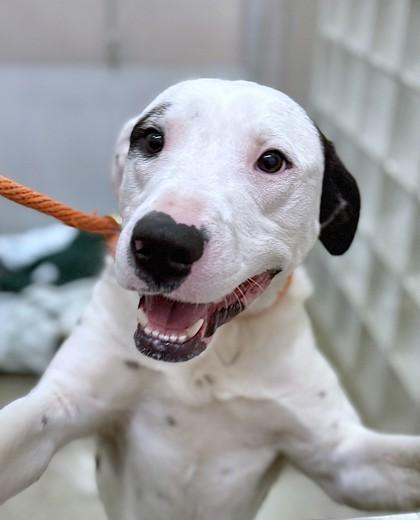 Enlarge Rudy, a Adoptable mixed breed in Washington, DC image 1/3