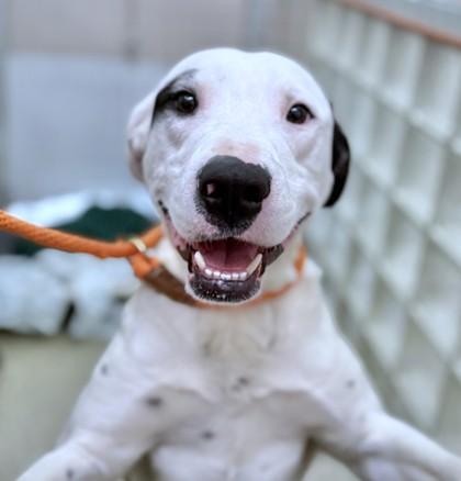 Enlarge Rudy, a Adoptable mixed breed in Washington, DC image 2/3