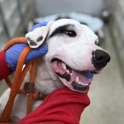 Enlarge Rudy, a Adoptable mixed breed in Washington, DC image 3/3