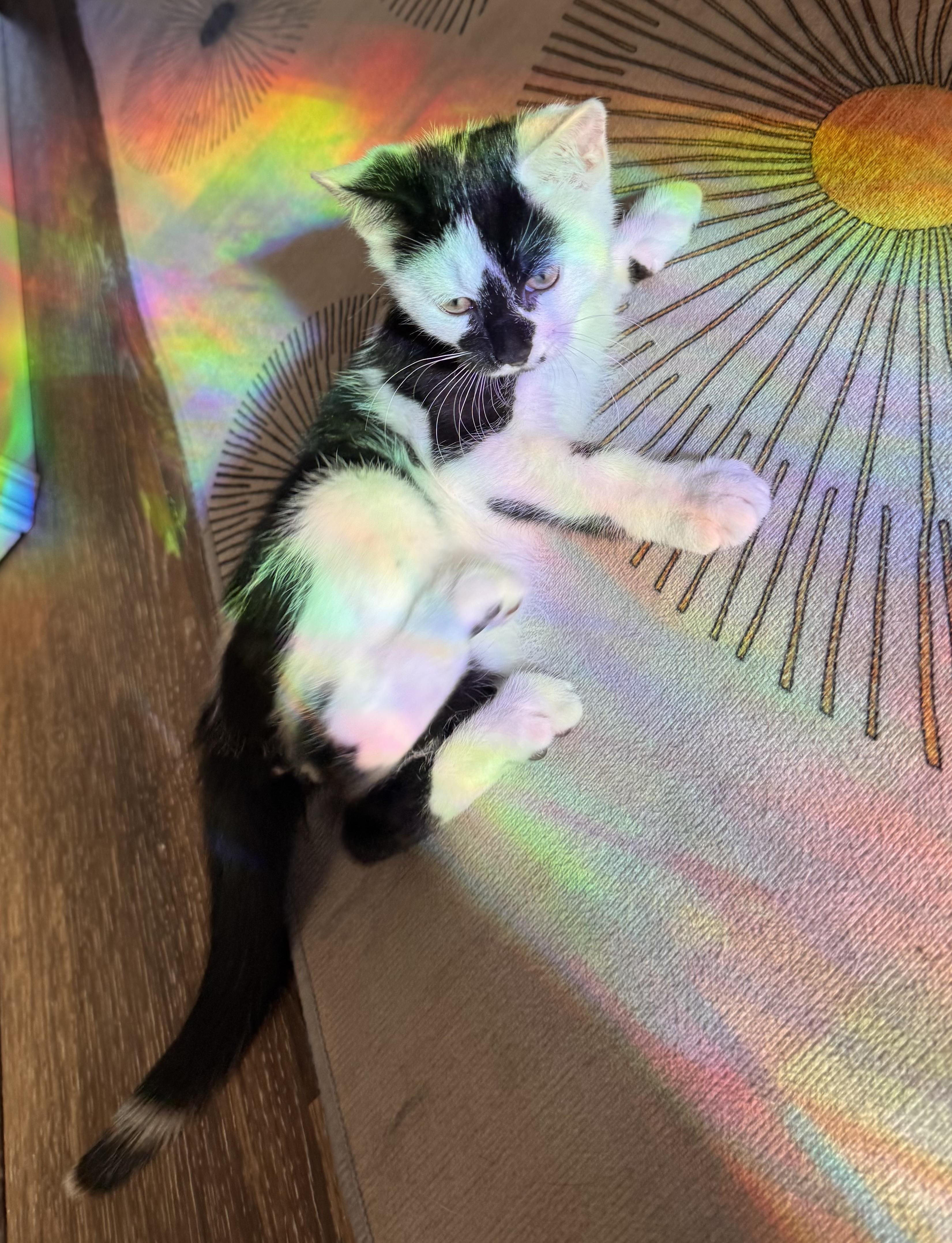 Enlarge Asta, a Adoptable Domestic Short Hair in Belvidere, IL image 3/4