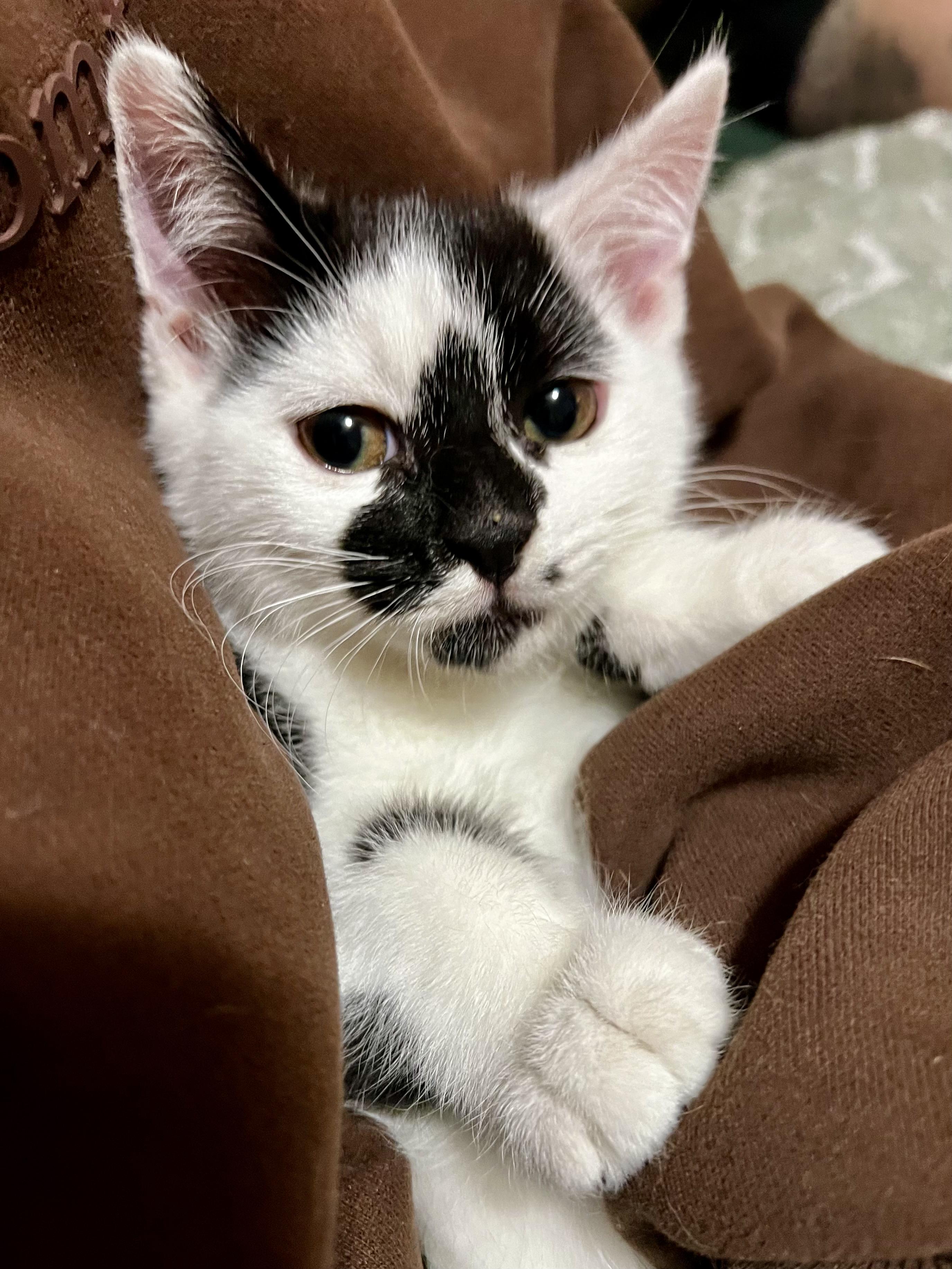 Enlarge Asta, a Adoptable Domestic Short Hair in Belvidere, IL image 2/4