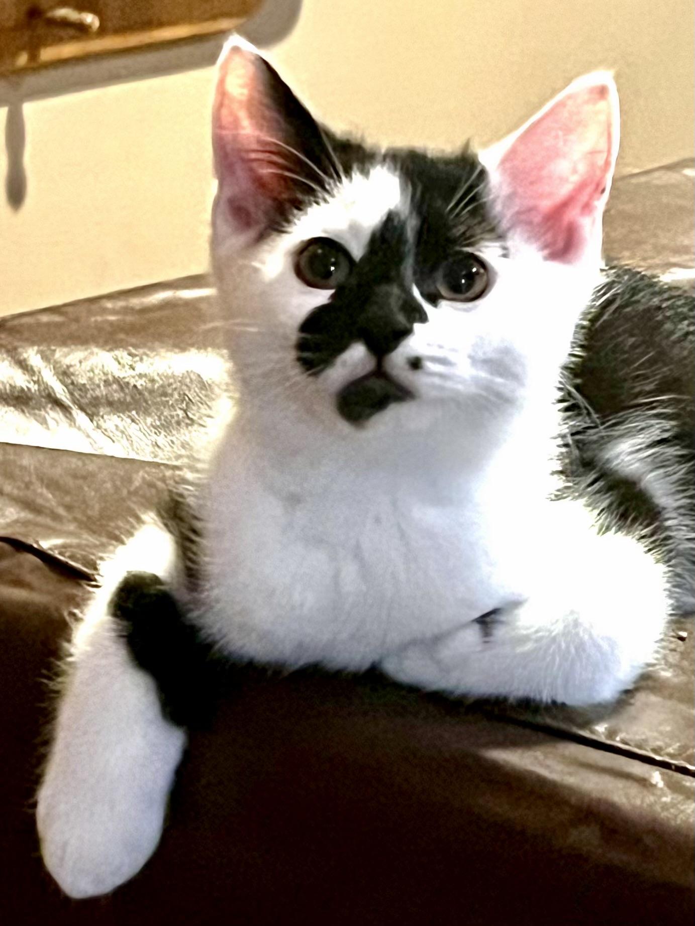 Asta, Adoptable, Kitten Male Domestic Short Hair.