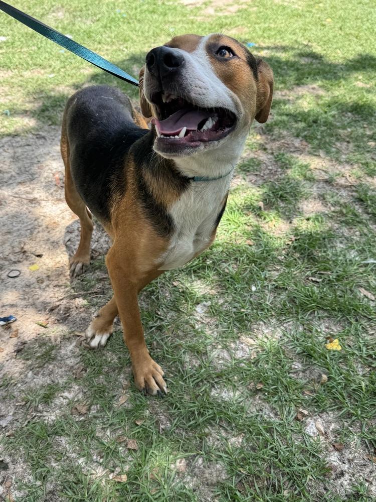 Evan, a Adoptable Treeing Walker Coonhound in Troy, AL image 1/2