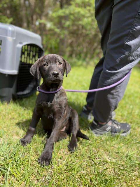 Enlarge Joy, a Adoptable Black Labrador Retriever in Blackwood, NJ image 1/3