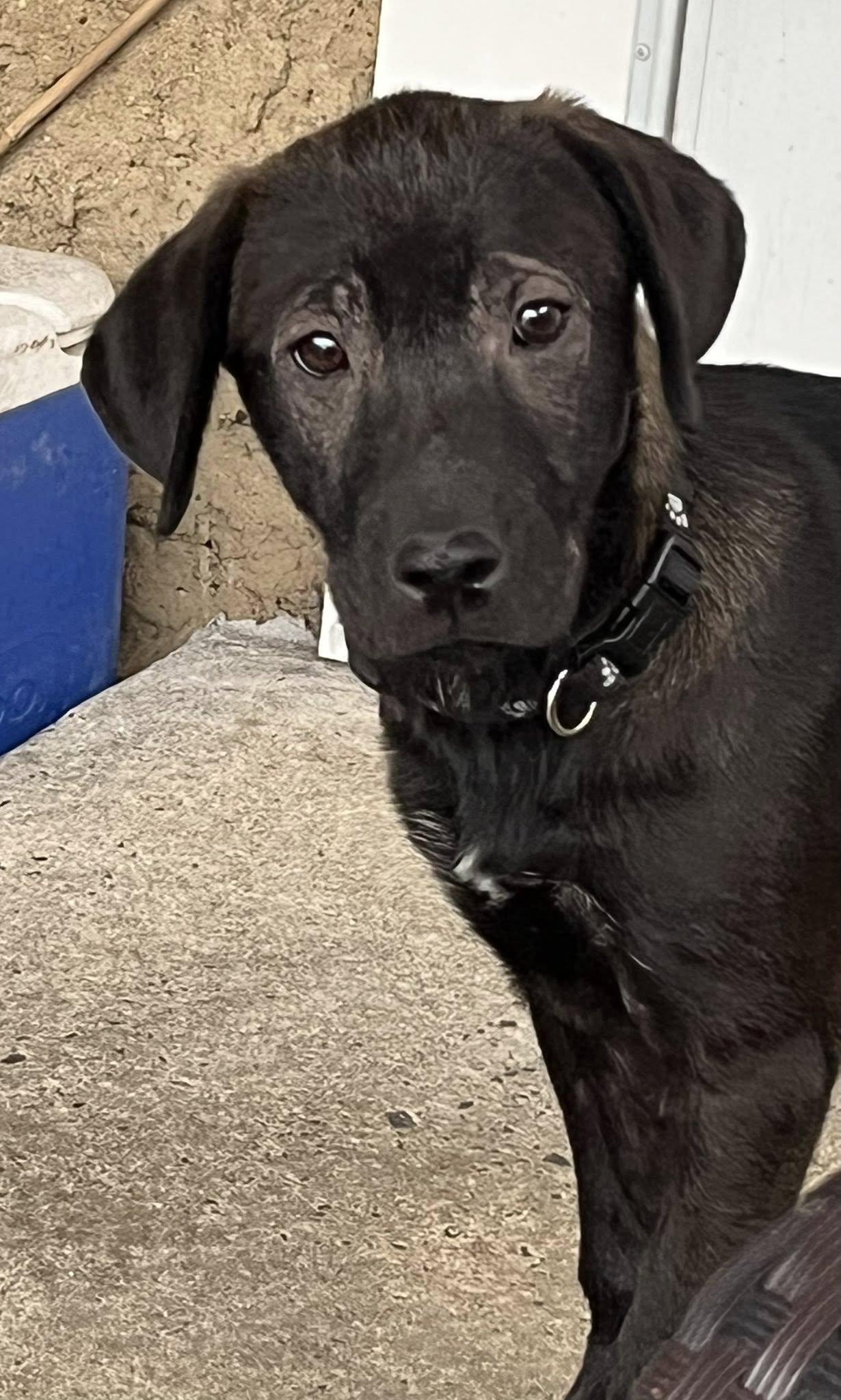 Enlarge Joy, a Adoptable Black Labrador Retriever in Blackwood, NJ image 2/3