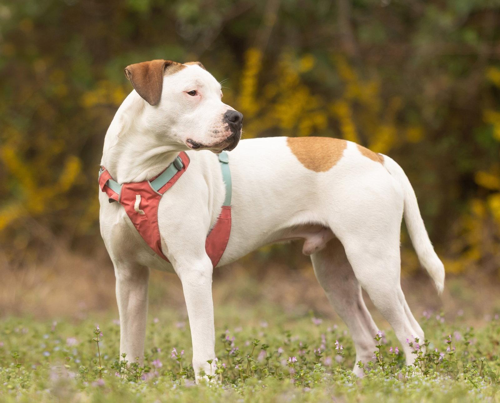 Apricot, Adoptable, Young Male Pit Bull Terrier.
